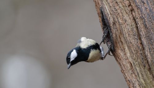 Close-up of bird perching on tree trunk