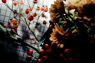 Low angle view of fruits on tree against sky