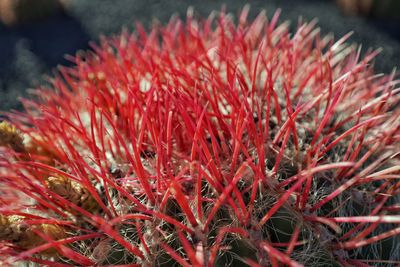 Close-up of red flowering plants on field
