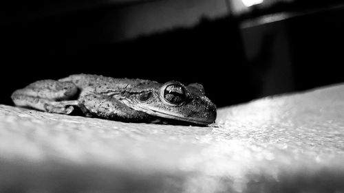 Close-up of a frog