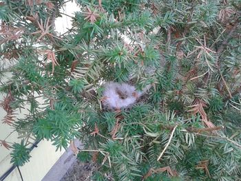 Plants growing in the dark