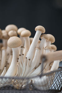 Close-up of shimeji mushrooms in basket