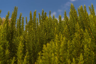 Close-up of fresh green plants on field against sky