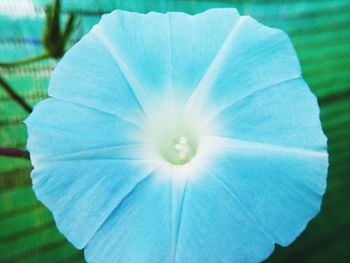 Close-up of flower