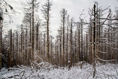 Trees on snow covered field in forest