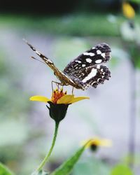 Close-up of butterfly pollinating flower