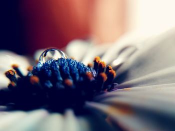 Close-up of hand on flower