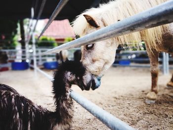 Side view of bird and horse face to face at farm