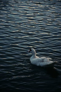 Swan swimming in lake