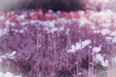 Close-up of purple flowering plants on field