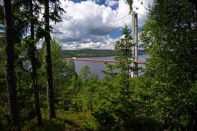 Panoramic view of trees in forest against sky