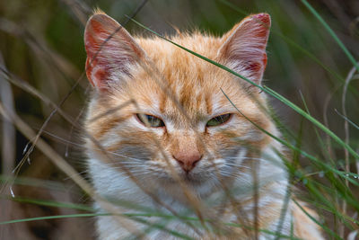 Close-up portrait of a cat