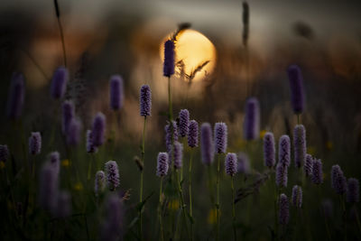 Close-up of purple flowering plants on field