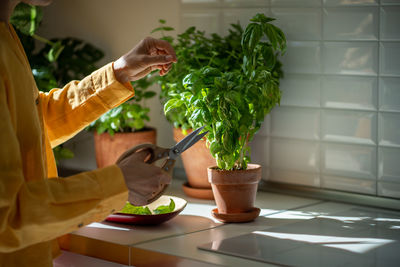 Cropped hand of woman holding potted plant