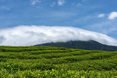 Scenic view of agricultural field against sky