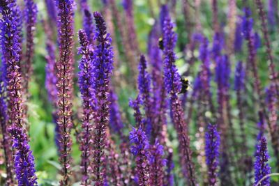 Close-up of lavender flowers