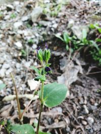 Close-up of fresh green plant