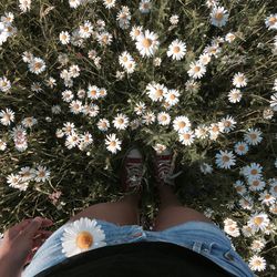 Low section of woman standing by daisies blooming on field