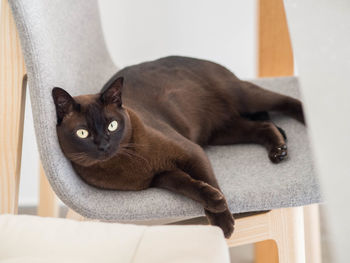 Portrait of black cat relaxing at home