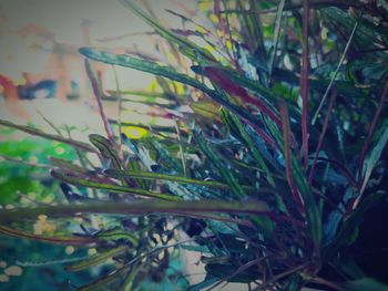 Close-up of grass