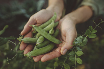 Hands of woman with fresh green peas