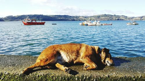 Dog sleeping on retaining wall against river and sky