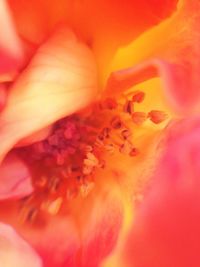 Macro shot of flower blooming outdoors