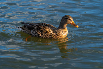 Single femae mallard duck on lake low level macro water level view
