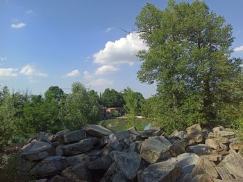 Plants growing on rocks against sky in forest