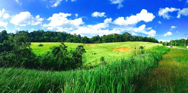 Scenic view of agricultural field against sky