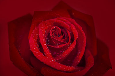 Close-up of red rose