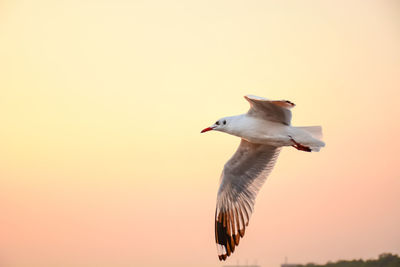 Low angle view of seagull flying in sky