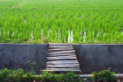 Plants growing on field