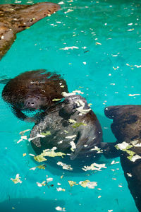 High angle view of turtle in swimming pool