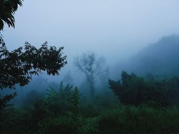 Trees in forest against sky