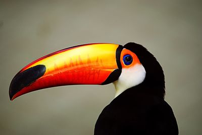 Close-up of hornbill against wall