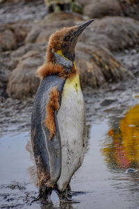 Close-up of molting penguin