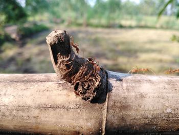 Close-up of lizard on wood