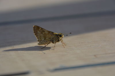 Close-up of insect perching on leaf