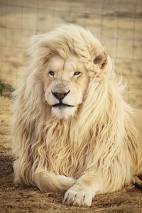 Close-up of a lion