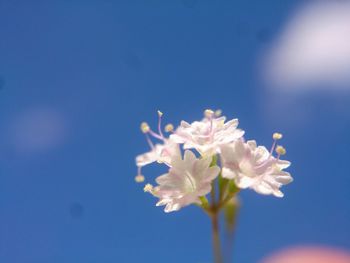 Close-up of white cherry blossoms against blue sky