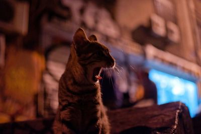 Close-up of cat yawning at night