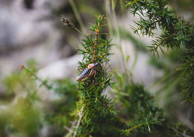 Close-up of insect on plant