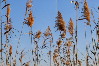 Low angle view of stalks in field against clear blue sky