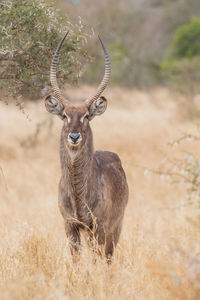 Portrait of deer on field