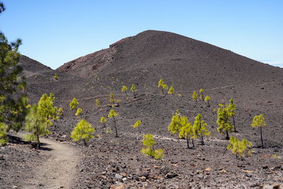 Plants growing on land against sky