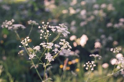 Close-up of flowering plants on field