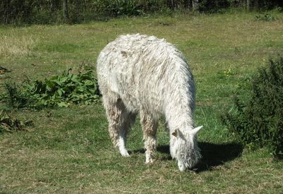 Sheep grazing on field