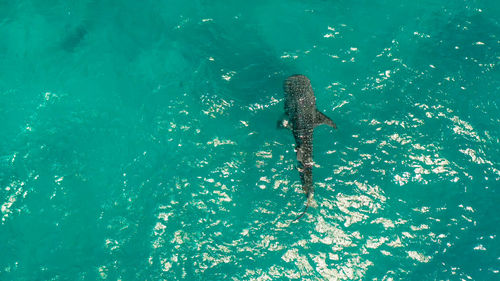 Place to snorkel and scuba drive and whale shark watching, top view, oslob, philippines. 