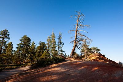 Low angle view of trees on field against clear blue sky